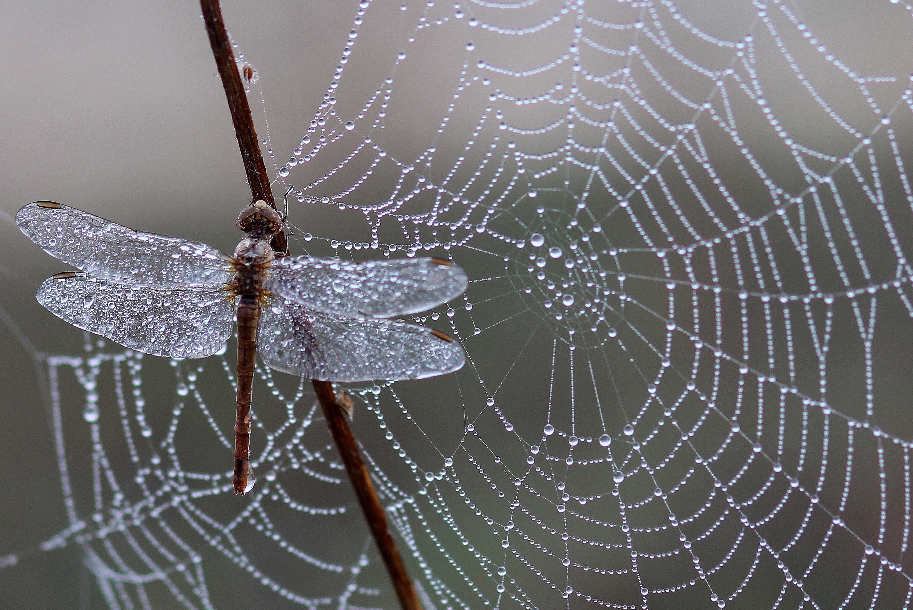 Dragonfly resting on a spiderweb in the rain